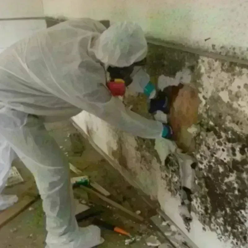 Mold Remediation and Removal in Spring Hill, KS